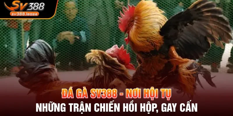 Đá gà cựa dao thu hút bởi sự khả năng thu lời nhanh