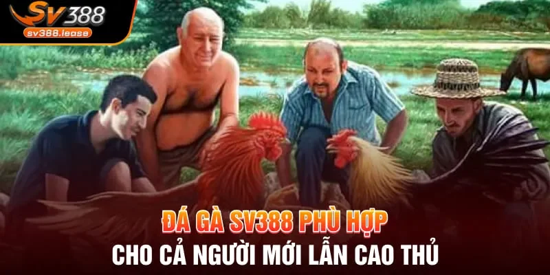 Đá gà SV388 phù hợp cho cả người mới lẫn cao thủ