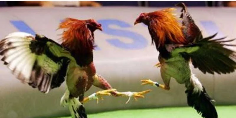 Đá gà tại SV 388 đa dạng và kịch tính