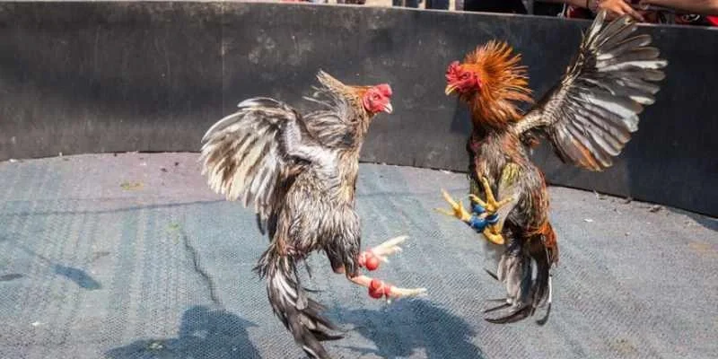 Màu mạng gà đá là gì?